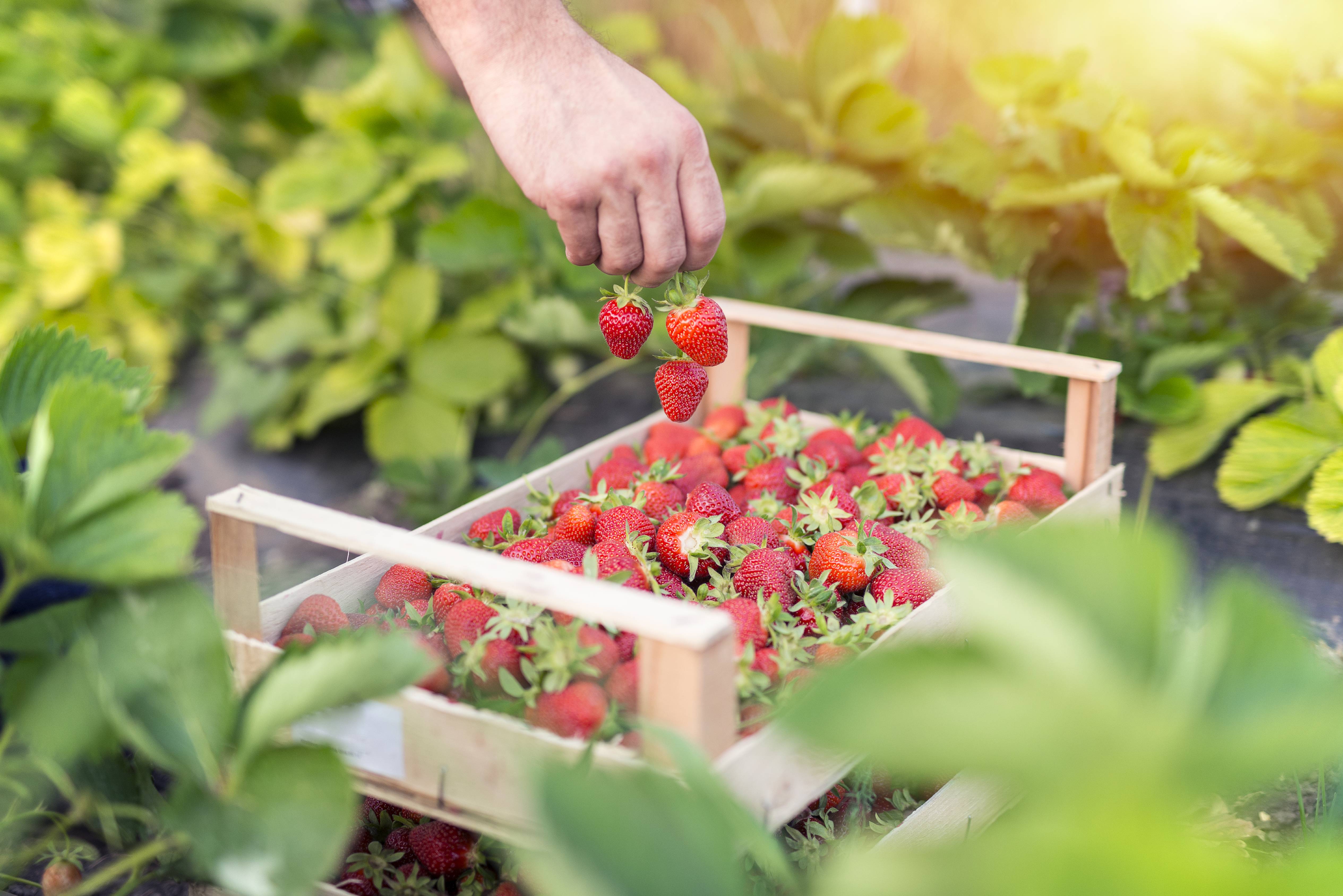 Fondo de frutillas